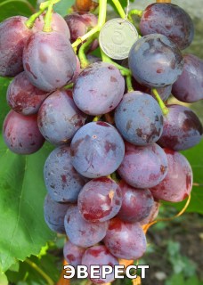 Эверест (2)